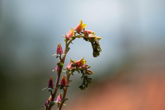 Free Flower Mood photo and picture