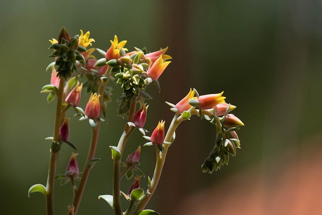 Free Flower Mood photo and picture