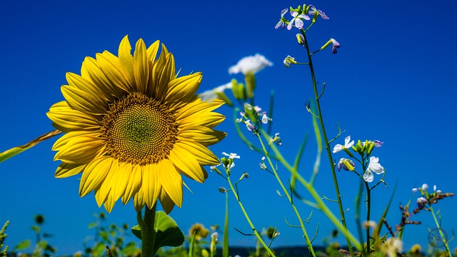 Girassol, Verão, Flora, Sol, Crescimento
