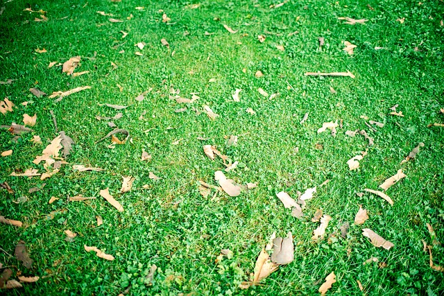 Free Grass Fallen Leaves photo and picture