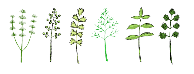 Free herbs herb spice illustration