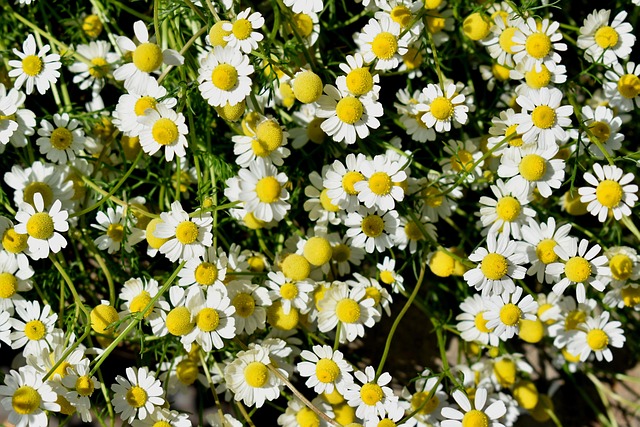 Download free HD stock image of Matricaria Chamomilla Free Matricaria Chamomilla photo and picture