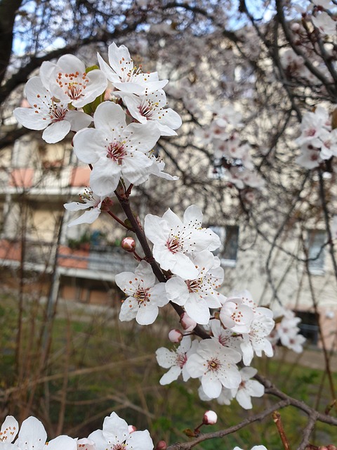 Free Spring Tree photo and picture