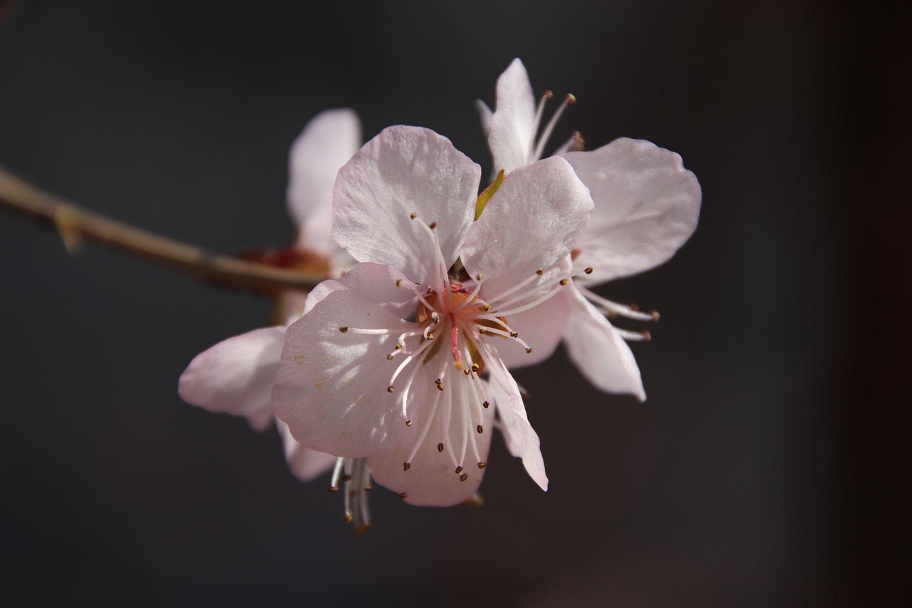 Spring Noon Spring Flowers High Noon - Free photo on Pixabay