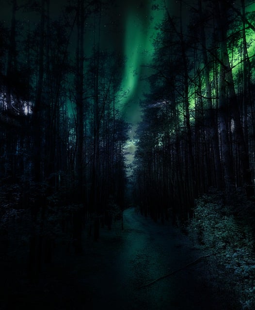 Download free HD stock image of Forest Trees Free forest trees light illustration
