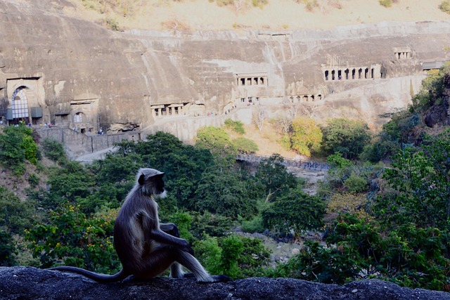 Free Monkey Animal photo and picture
