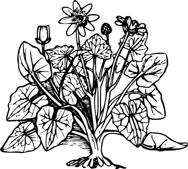 Free flower plant leaf illustration