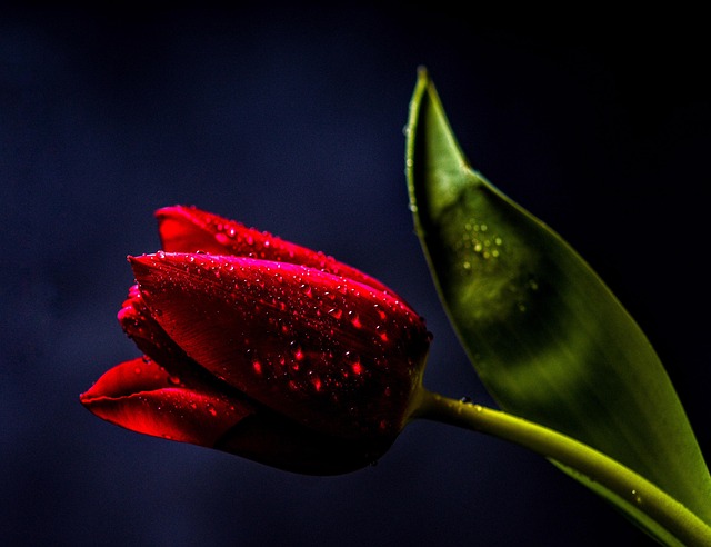 flowerdesktop wallpaper