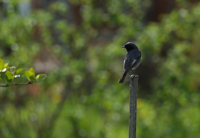 Free Plot Nature photo and picture