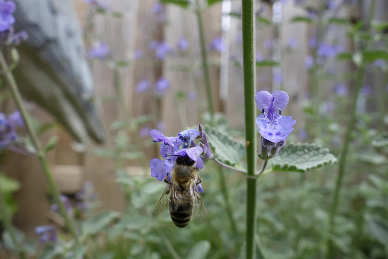 Catnip Bees Nectar Free photo on Pixabay Pixabay