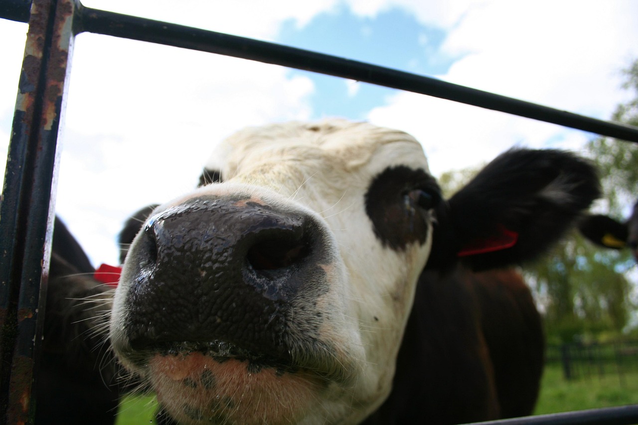 Cow - free online jigsaw puzzle photo