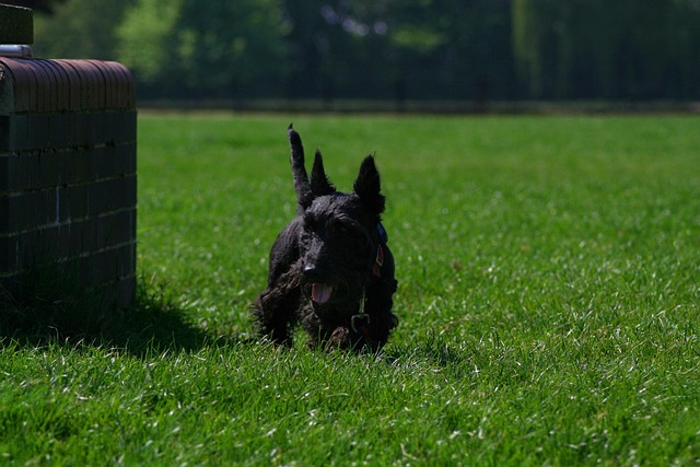 Scottish Terrier, Hund, Rasen, Haustier
