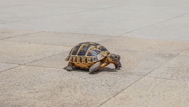 Free Tortoise Animal photo and picture