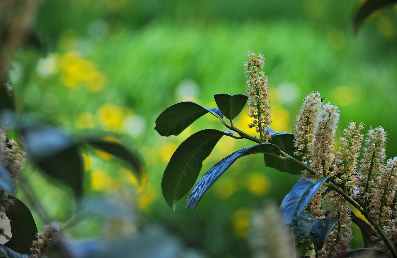 cherry laurel, prunus laurocerasus, laurel cherry, ornament, evergreen, laurel, shrub, bush, blossom, bloom, nature, plant, spring