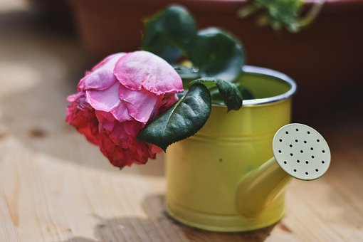 Free Floral Flowering Rose photo and picture