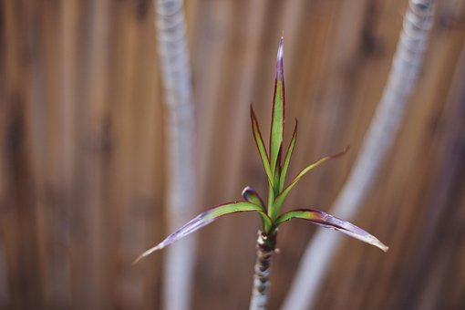 Free Botanical Wallpaper photo and picture