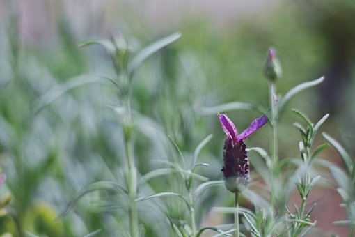Free Closeup Background photo and picture