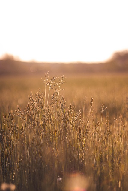 Gras, Sonnenuntergang, Sommer, Wiese