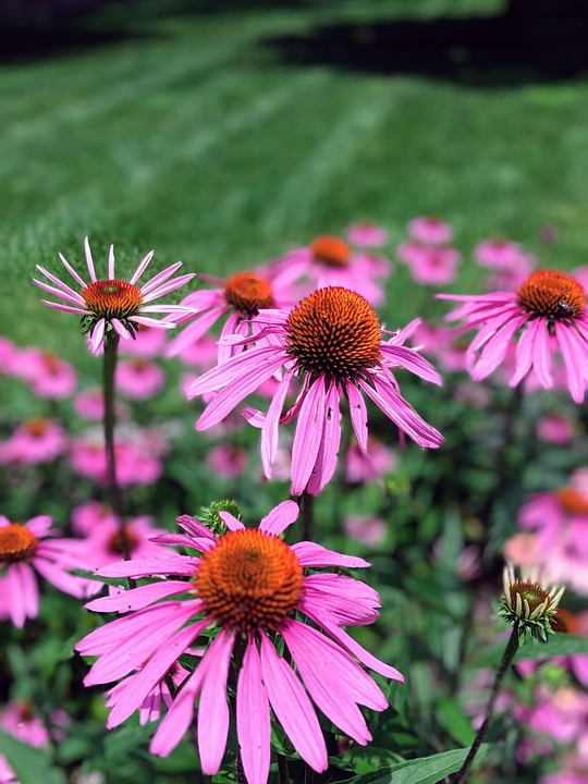 盛开 自然 开花 - Pixabay上的免费照片 - Pixabay