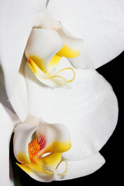 Free Orchid Duo photo and picture