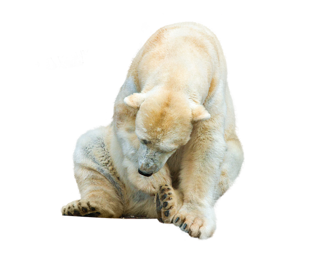 Free icebear bear animal illustration