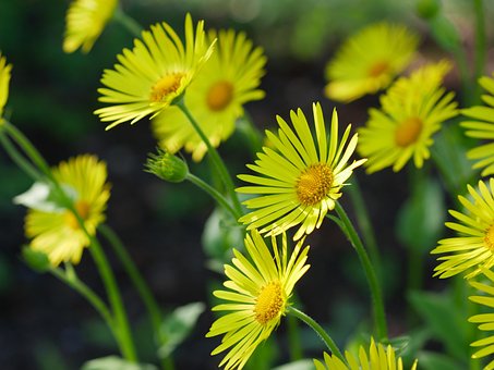 Free Chamois Gemswurz photo and picture