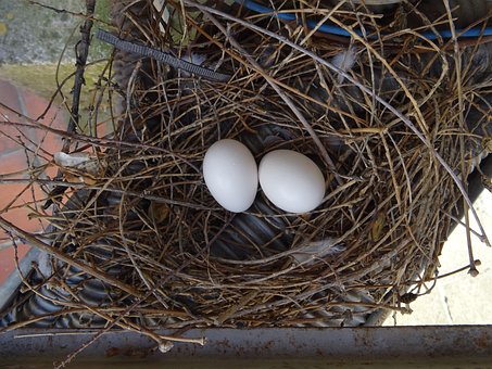 Free Nest Bird photo and picture