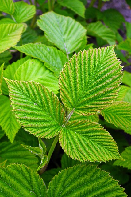 Free Raspberry Leaf photo and picture