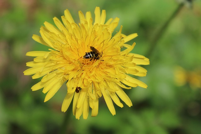 Free Dandelion Nature photo and picture