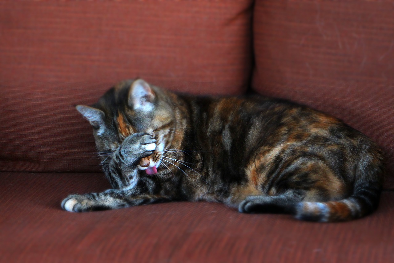 Cat - free online jigsaw puzzle photo