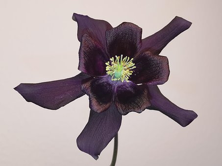 Columbia, Roșu-Închis, Bordaux, Floare