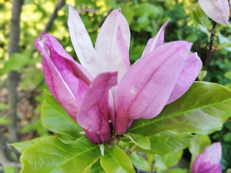 Magnolie, Roz, Floarea Magnoliei, Mugur