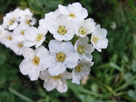 Vrabie, Mireasa-A-Fi Arbust, Spirea