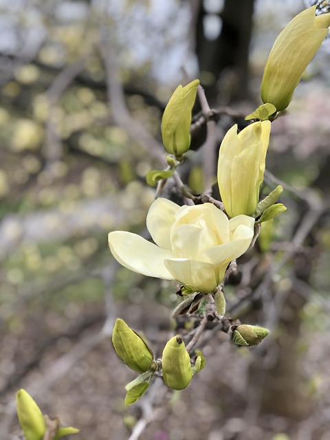 Bloem, De Lente, Natuur, Plantaardige