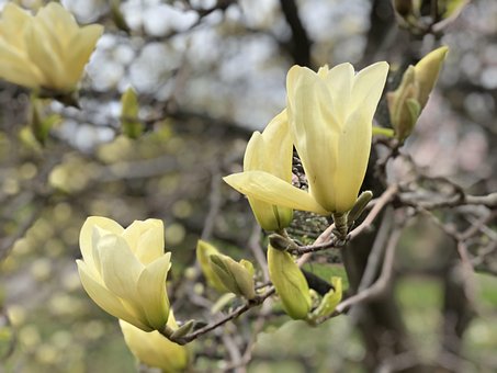 Bloem, De Lente, Natuur, Plantaardige