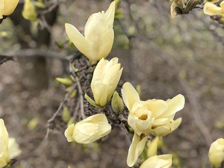 Bloem, De Lente, Natuur, Plantaardige