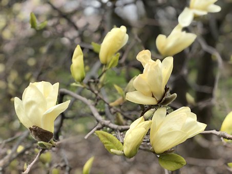 Bloem, De Lente, Natuur, Mooie Bloemen