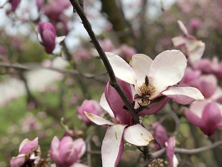 Bloem, De Lente, Natuur, Plantaardige
