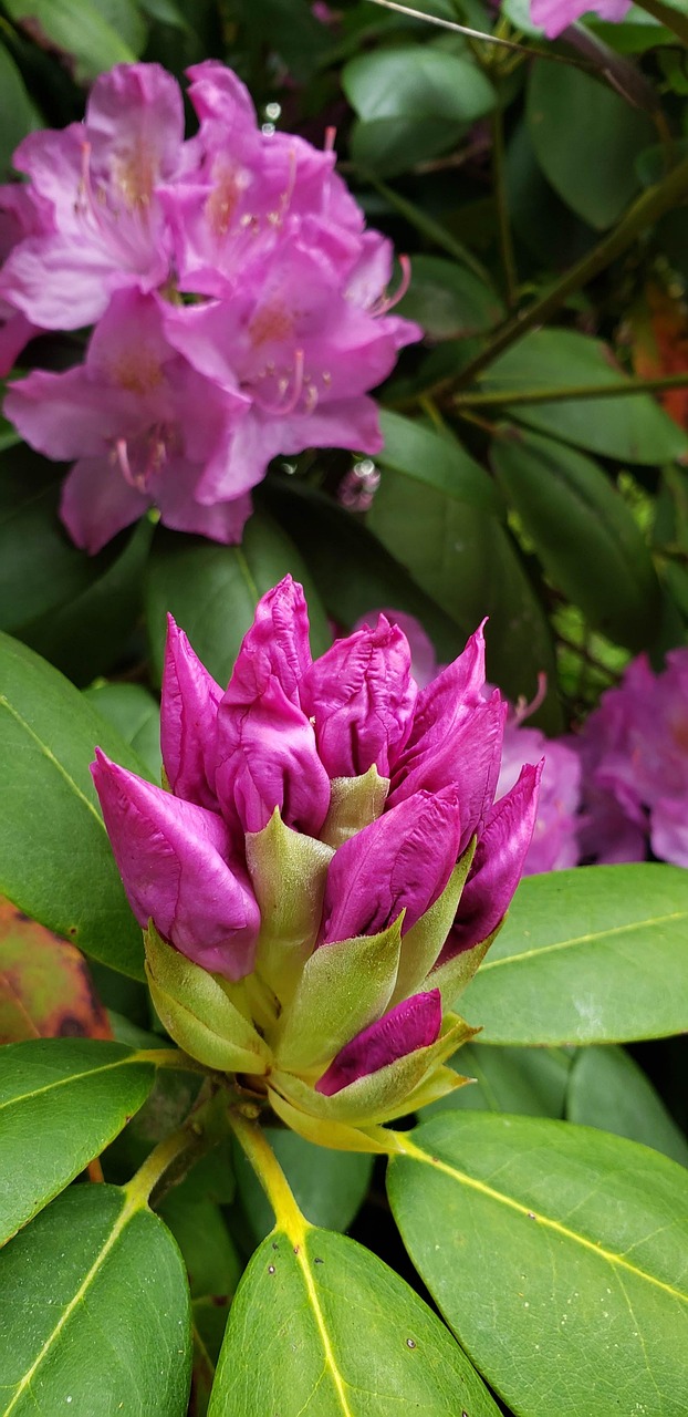 Rhododendron Buds And Flowers Free photo on Pixabay Pixabay