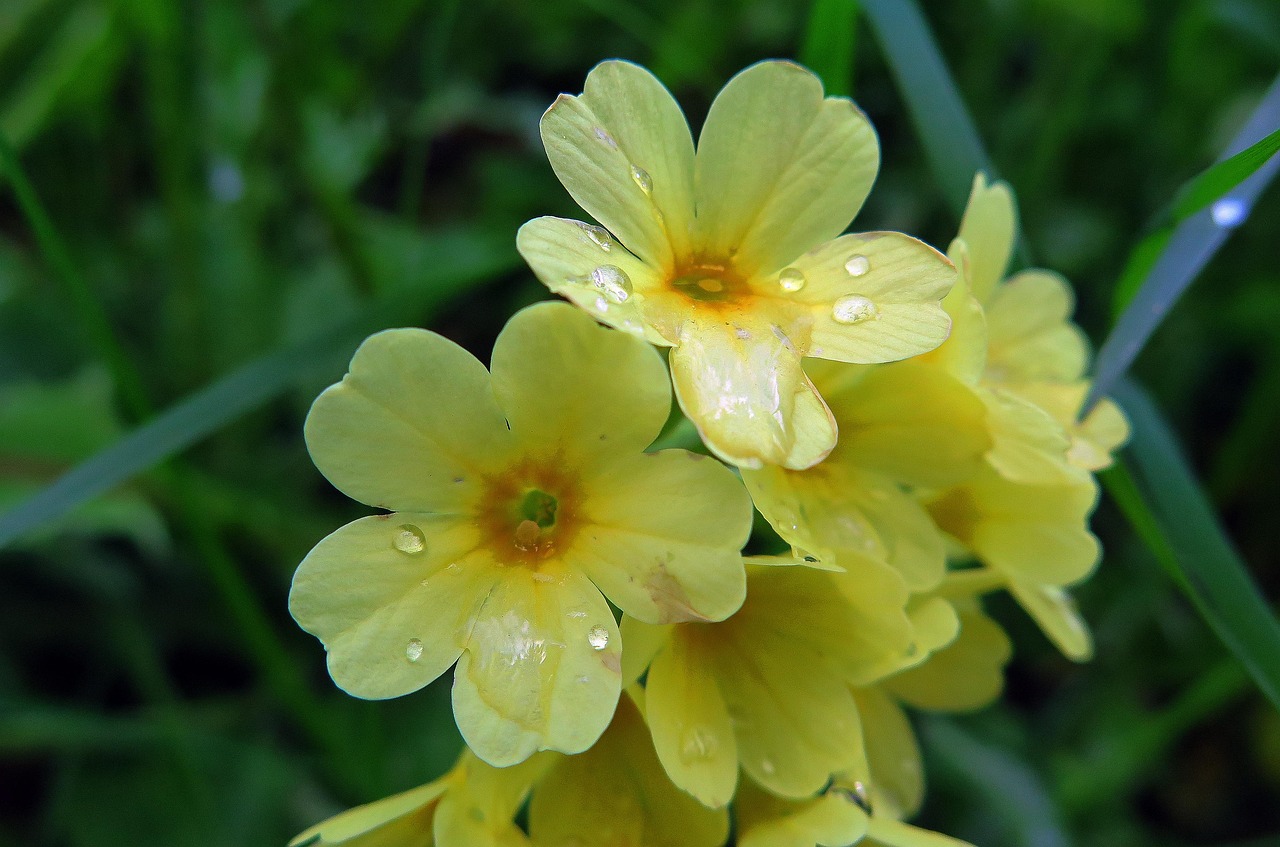 Bunga Kuning Titisan Hujan Musim - Foto gratis di Pixabay - Pixabay