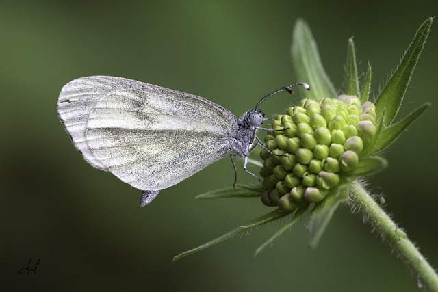 Free Butterfly Bud photo and picture