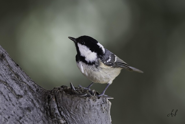 Free Bird Nature photo and picture