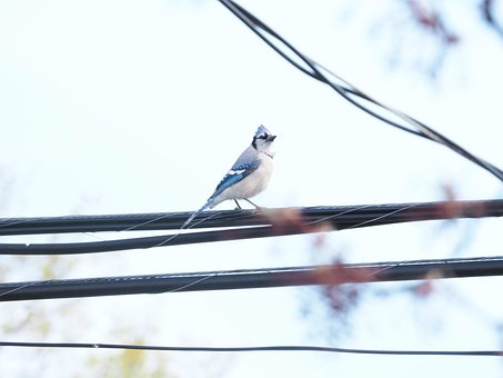 Free Blue Jay Bird photo and picture