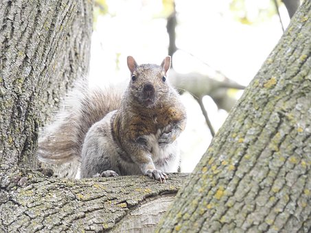 Free Squirrel Tree photo and picture
