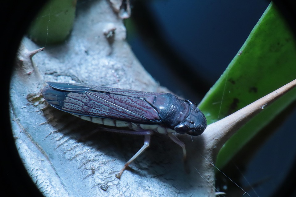 Insect Cicaden Tuin - Gratis foto op Pixabay - Pixabay