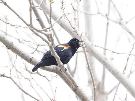 Free Carouge To Epaulette Bird photo and picture