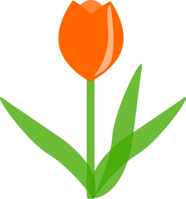 Free tulip flower orange illustration