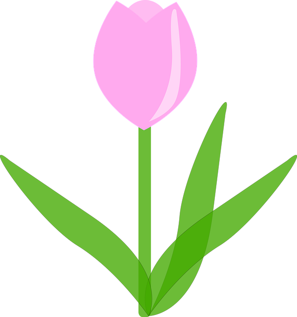 Free tulip flower pink illustration