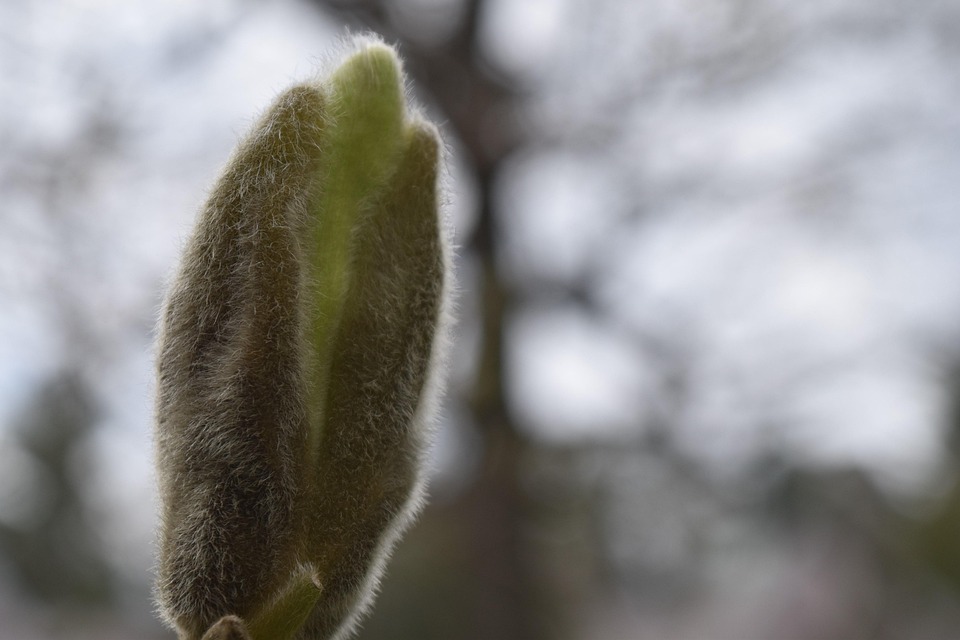 Spring Bud Nature - Free photo on Pixabay - Pixabay