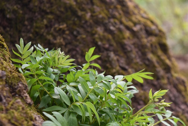 Árvore Porta-Malas Planta - Foto gratuita no Pixabay - Pixabay